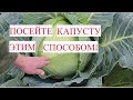 НЕ СЕЙТЕ КАПУСТУ ПОКА НЕ ПОСМОТРИТЕ ЭТО ВИДЕО! Посадка капусты. Капуста на рассаду.