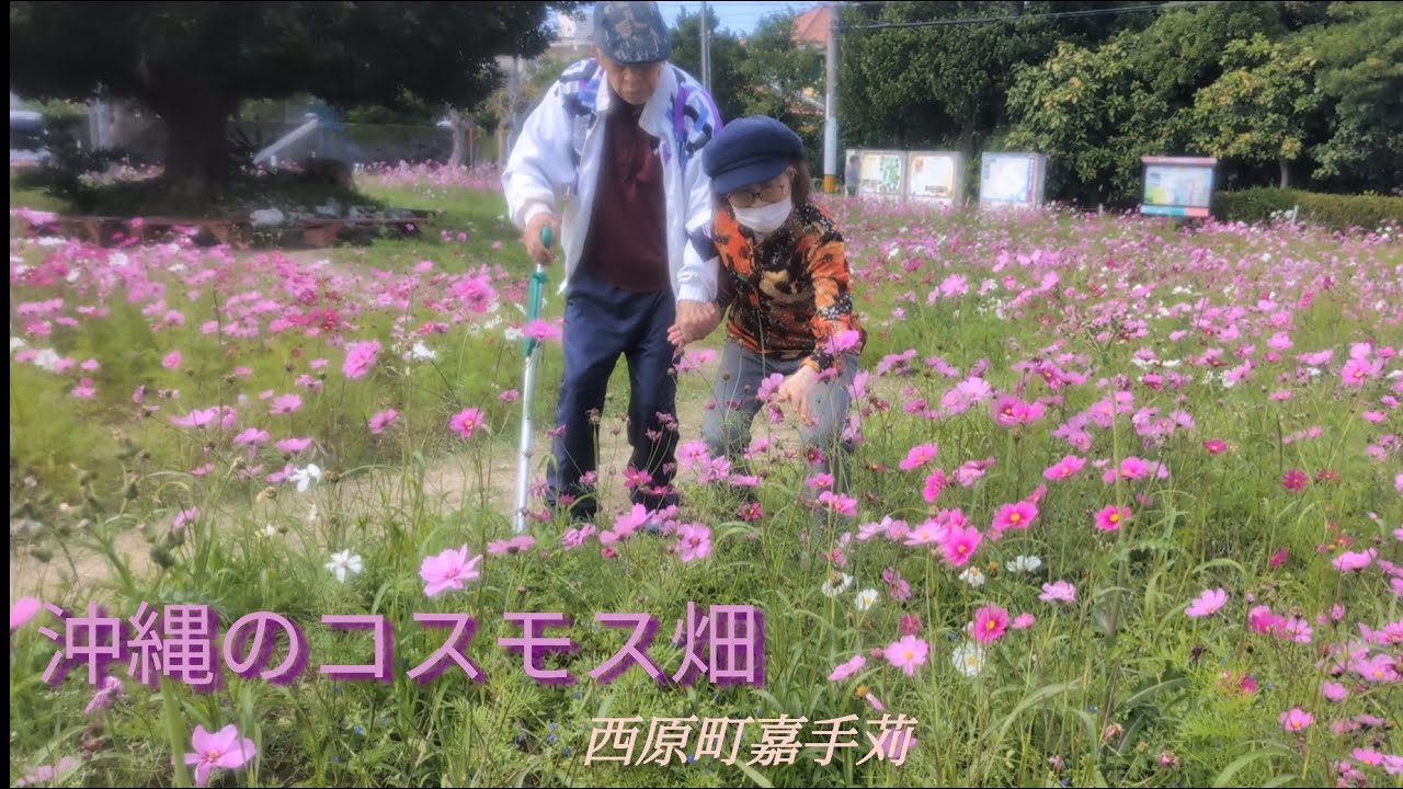 沖縄のコスモス畑〜西原町嘉手苅〜