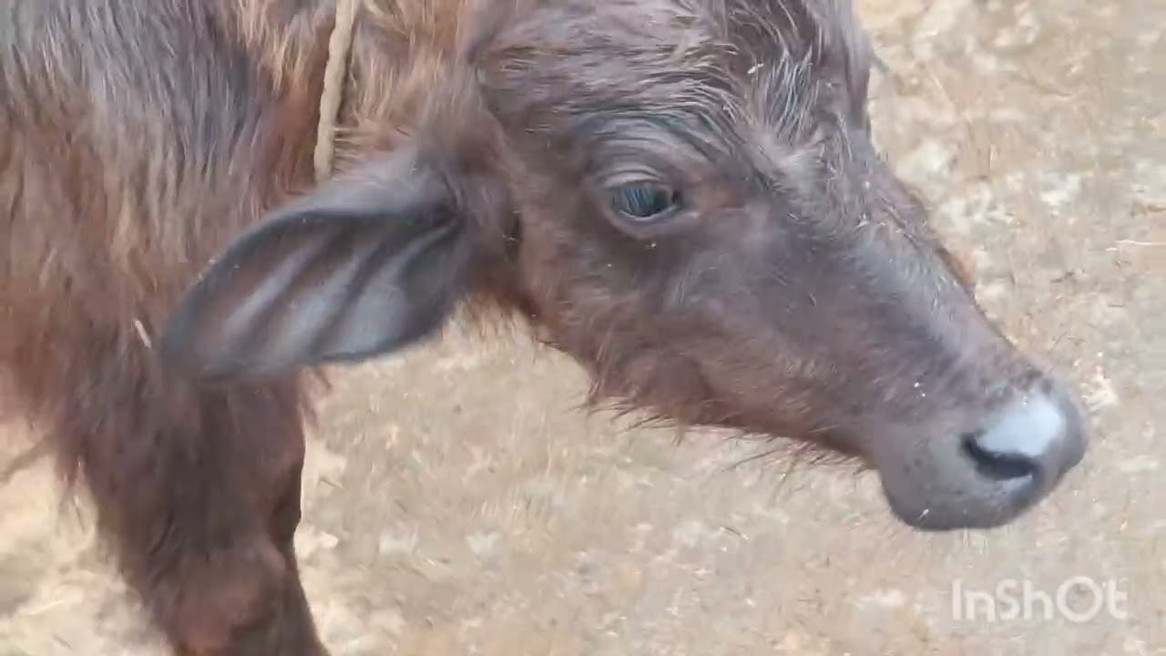 Bufellow milking full video