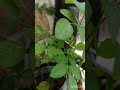 ಕಾರ್ತಿಕ ಸೋಮವಾರದ ಮಹತ್ವ.