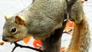 THE BEST REAL TALKING SQUIRREL EVER!