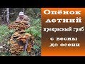 Летний опёнок - прекрасный гриб с весны до глубокой осени.