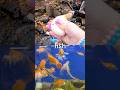 Sea Animal Names | Kids Learn at the Waterfall: Basking Shark Fish Nurse Shark Sperm Whale