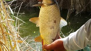 Reed fishing with stubborn carp is very coolافضل طعم لصيد جميع انواع الأسماك