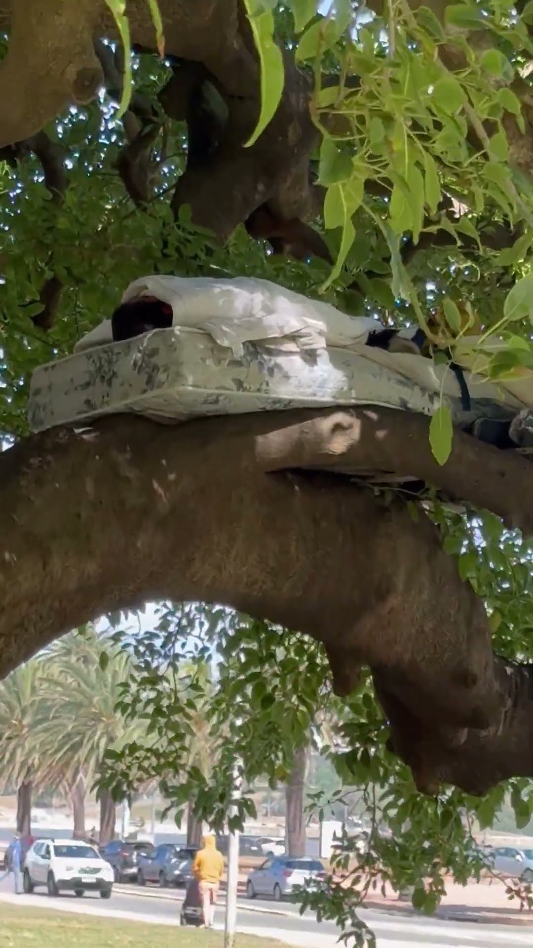 Man Sleeps On Mattress Tied To Tree Branch || ViralHog