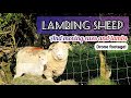 LAMBING SHEEP - Moving ewes and lambs (drone footage!)