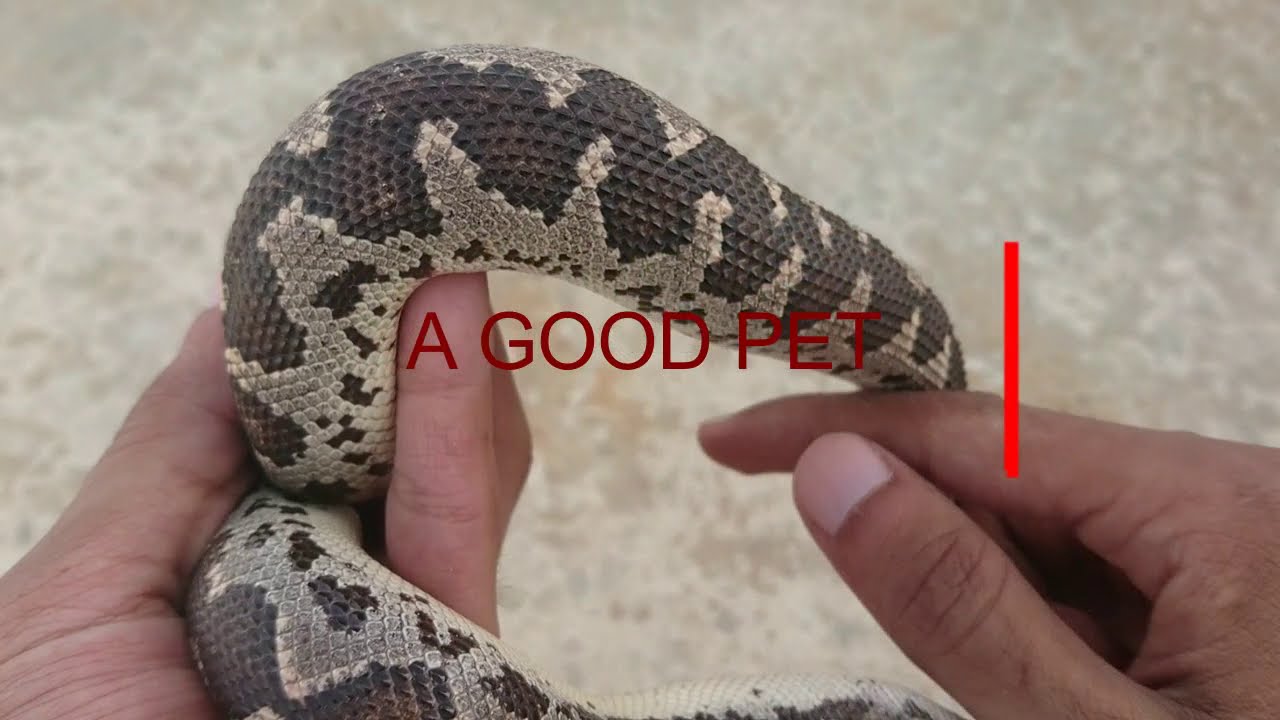 boa constrictor snake types boa constrictor snake types