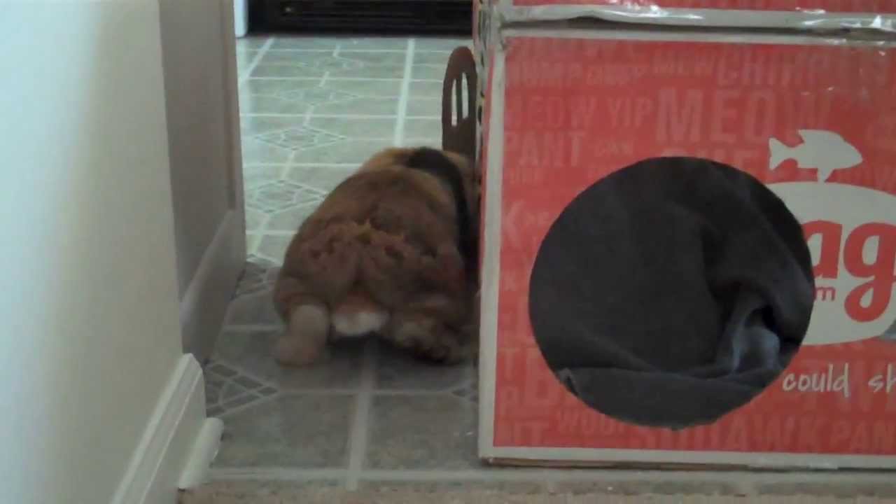 Bunny tries to walk on a slippery floor! - YouTube