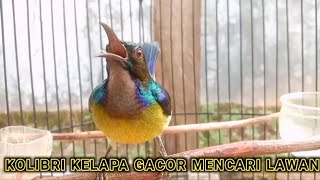 Burung masteran