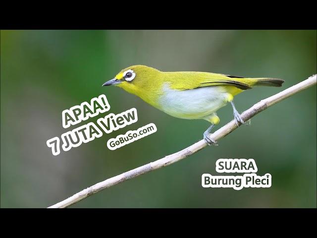 Suara Pleci MP3 - Download Suara Burung Pleci Juara Full Isian Agar Cepat Gacor! class=