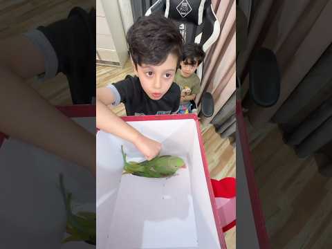 شوفوا شلون الببغاء خلا مجودي يركض مجودي جودي نت 