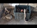 Brave Mother Chicken Protect and Save Egg From Cobra - Snake TV