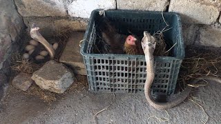 Brave Mother Chicken Protect and Save Egg From Cobra - Snake TV