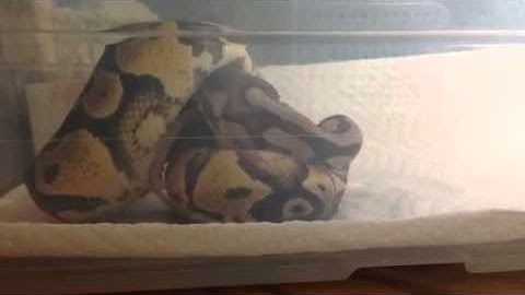 Ball python, backwards mouse?