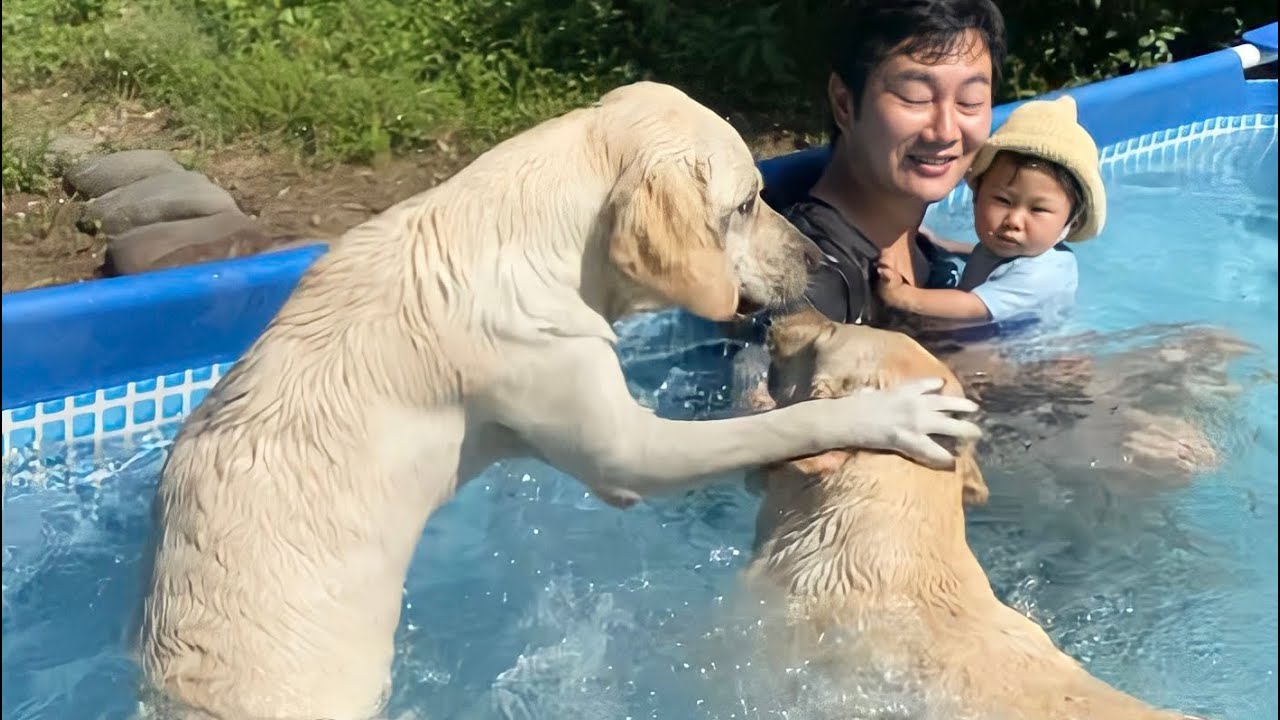 夏といったらプールだ 気持ち良く泳ぎまくるラブラドールレトリーバー Youtube 夏といったらプールだ 気持ち良く泳ぎまくるラブラドールレトリーバー Youtube