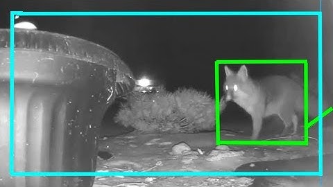 Fox detected by video analytics software