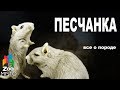 Песчанка - Все о виде грызуна | Вид грызуна - Песчанка