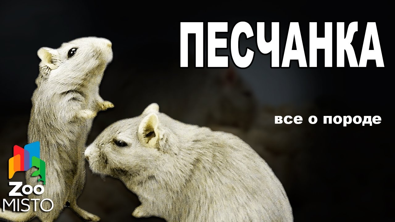 Песчанка - Все о виде грызуна | Вид грызуна - Песчанка