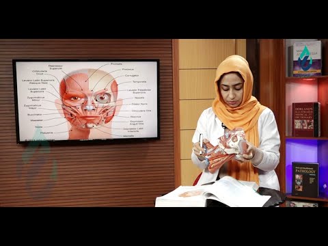 آناتومی - قسمت چهل و هفتم 47 - آناتومی عضلات صورت