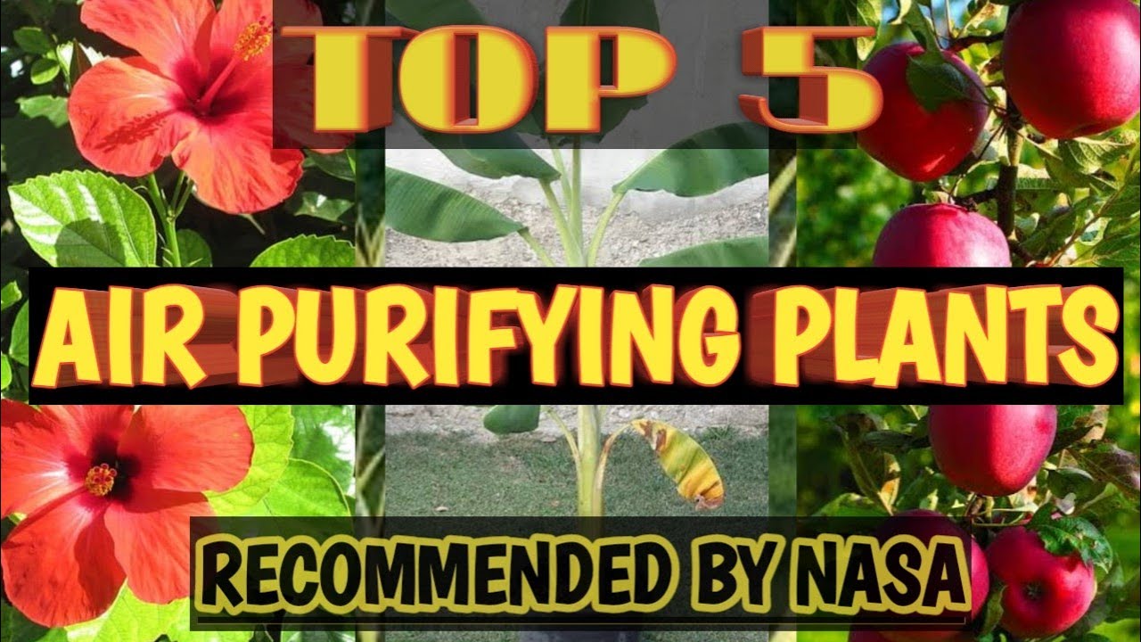 NASA APPROVED HOUSEPLANTS FOR IMPROVING INDOOR AIR QUALITY | 5 AIR ...