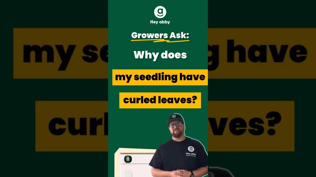 Growers Ask: Why does my seedling have curled leaves?