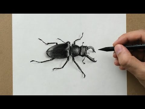 beetle drawing