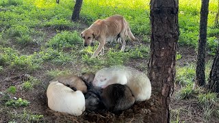 We followed the mother dog with newborn puppies and finally reached her puppies. by Sevpati 22,844 views 1 month ago 26 minutes