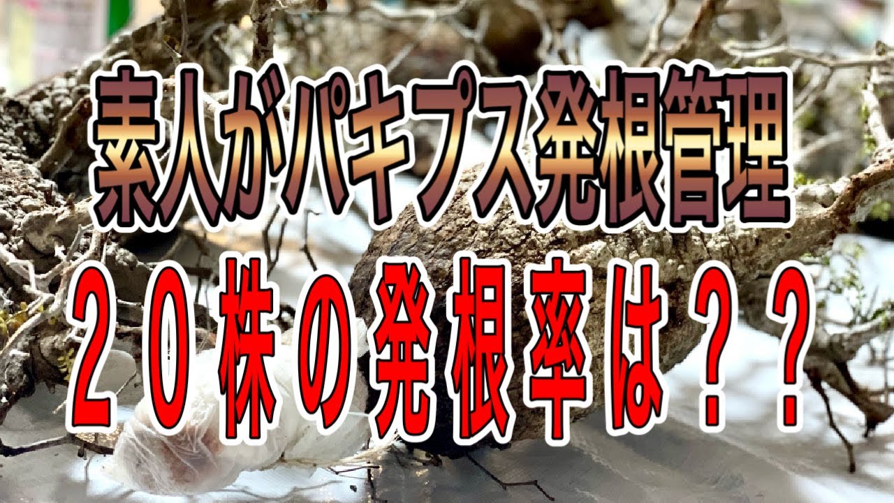 『塊根植物/コーデックス』オペルクリカリアパキプス２０株発根管理したら発根率は！？