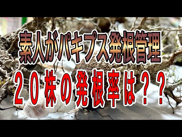 『塊根植物/コーデックス』オペルクリカリアパキプス２０株発根管理したら発根率は！？
