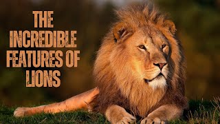 Lions Unleashed: Exploring the Unique Features of the King of the Jungle.
