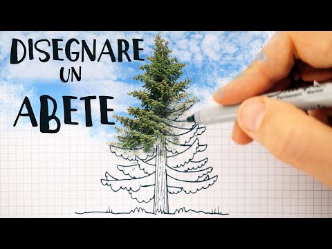 Video: Come Disegnare I Semi Di Abete?