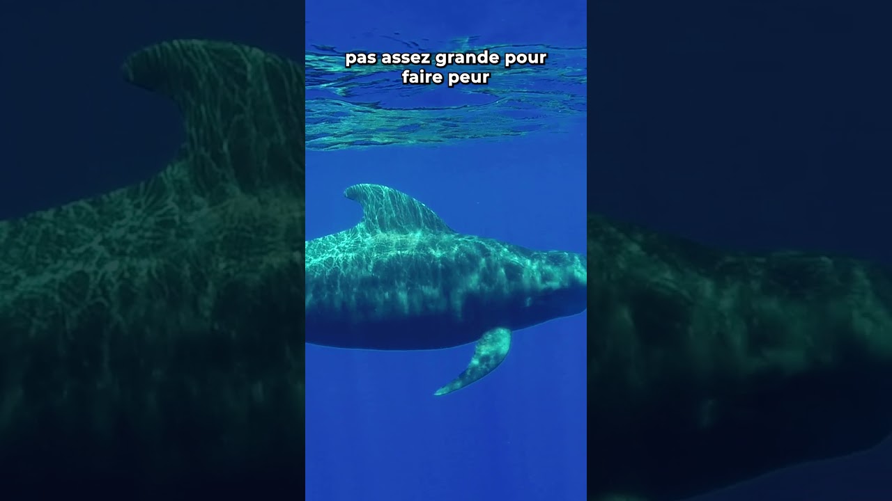 Le mystère de cette plage #nature #animal #omg #ocean