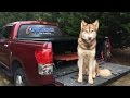 2 Year Old Husky 2 Year Old Husky