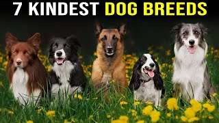 7 kindest Dog Breeds in the world