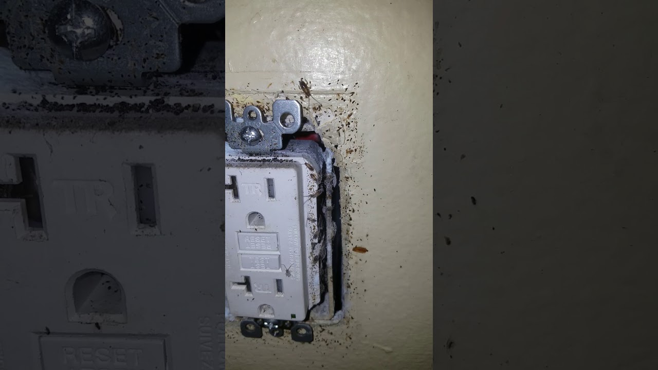 Dusting Outlets for roaches YouTube