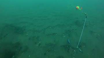 Detroit River Underwater Bottom Bouncer Follower