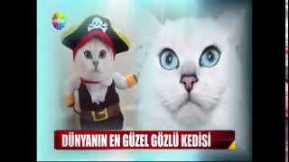 Dünyanın En Güzel Gözlü Kedisi