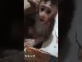 新しいペット猿