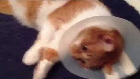 Goober and his cone of shame