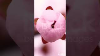 flower#shortsfeed #nature #trending #cute #naturelovers