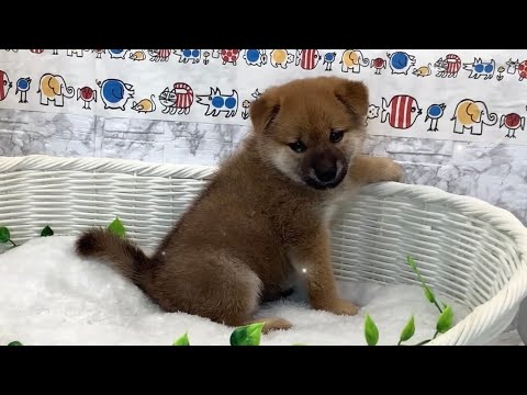柴犬♀2507D0608 - YouTube