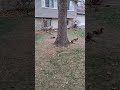 duck!!!!  Quack!!!