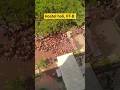 hostel Holi IIT-B.    #holi #hostel #iitbombay #dance #song #campus #iit