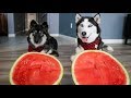 Watermelon Eating Contest With My Huskies!