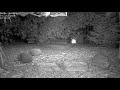 Four Hedgehogs at the feeder - Recke, Germany - July 31, 2020