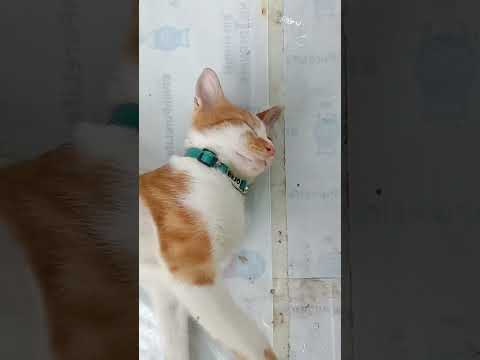 bobok cantik