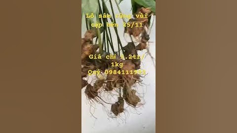 1,2 kg sâm rừng vùi già đanh, tím lịm 7-8 năm tuổi có 4-5 mắt sâm chuẩn rừng. #sâm_lai_châu_rừng