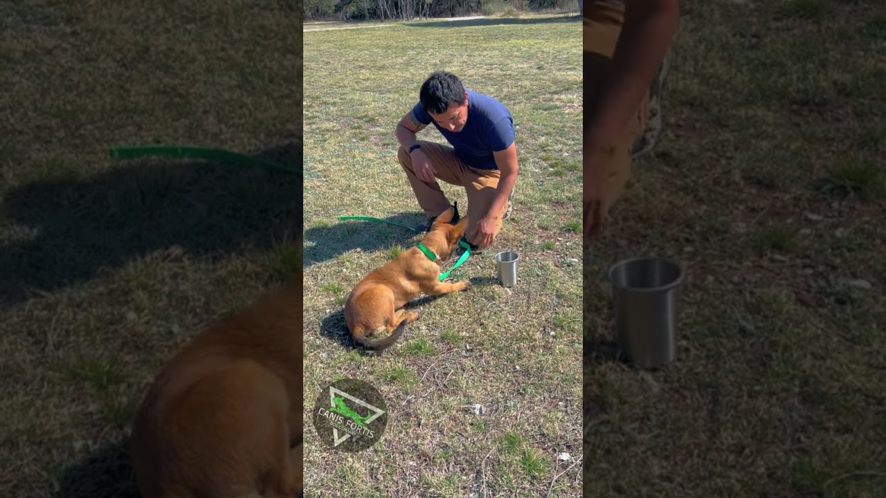 Malinois Puppy. Teaching Boundaries. Dakota