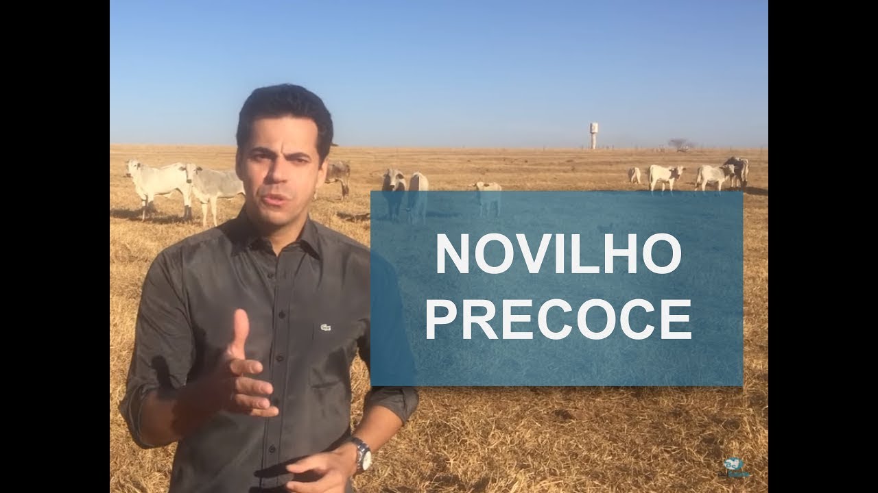 COMO PRODUZIR UM NOVILHO PRECOCE? YouTube COMO PRODUZIR UM NOVILHO PRECOCE? YouTube