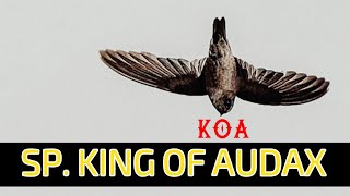 Suara Panggil King Of Audax (KOA)